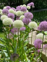 A large wave of mixed white and lavender alliums with large globe-shaped flowers will go dormant shortly after blooming.