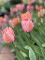 A pink tulip bulb display. Two flowers in the foreground are in sharp focus.
