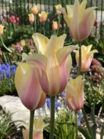 A few booms of Novelty tulip, Blushing Lady are in sharp focus in the foreground of a garden filled with hyacinths grape hyacinths and tulips in front of an iron fence.