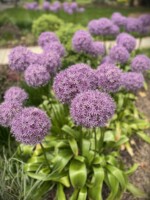 A mass planting of large, medium purple Globemaster Allium bulbs with 10" globe-shaped flowerheads.