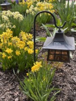 Charming dwarf tete-a-tete-daffodils align a footpath in a Whitefish Bay agrden with a quaint Japanese lantern in the foreground