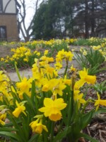 Hundreds of tete-a tete daffodils wind along a flagstone pathway in a woodland garden in Wauwatosa.
