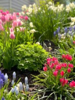 A bulb display in planting bed of blended pink tulips, hyacinths and daffodils.