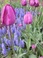A wave of pinkish-purple closed tulips standing above light purple grape hyacinths in a bedding bulbs display