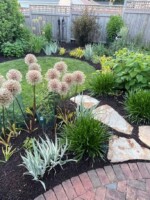 Globemaster Alliums transition to dramatic, tan seedheads in a Whitefish Bay garden. The view would not be nearly as exciting without their structure and form.