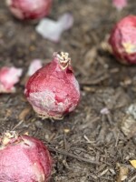 A closeup of hyacinth balls shows iridescent, deep pink skins around the bulbs.