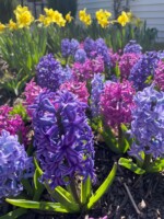 A rich, but soothing early spring bulb display of Blue Jacket, Aqua Blue and Purple Sensation hyacinths are mesmerizing with yellow daffodils in the background.
