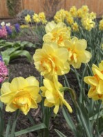 Tahiti tulips shine brightly next to pink and purple hyacinths that a re just past their prime in a Wauwatosa backyard.