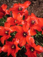 Dwarf, re species tulips pointed petals are fully open exposing the black tinged throat and yellow pistil
