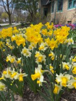 Cream daffodils with long, brilliant yellow trumpets are grouped in front of taller Marieke solid yellow daffodils at a Tudor cottage in Wauwatosa