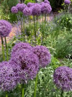 Two groupings of huge purple globe-shaped alliums create a stunning bulb display in a Whitefish Bay garden