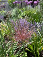A firework-like Shubertii Allium stands in the foreground looking up toward globeamaster allium and perennials in the backdrop of April to June bulb displays in a Whitefish Bay landscape.