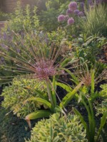 A massive Shubertii allium stands above variegated yellow a green sedum with globemaster allium blooming in the background of a beautiful garden in Wauwaotsa