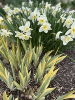 A grouping of ice follies daffodils with white petals and pale yellow trumpets complement the yellow and bluish-green stripes of iris foliage emerging in front of them.