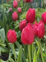 Novelty magenta tulips are closed with fringed edges. The color is so vibrant you want to hold it in your hand.