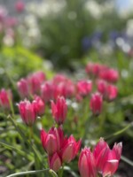 A closeup of pink, dwarf species tulips are in sharp focus with a pink, white and blue bulb display out of focus in the background.