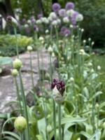 The finale of the bulb displays a merlot colored nigra allium breaks bud at the front of a long wave of alliums still in bud. Large white an purple globe alliums are blooming in the background