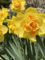 A closeup of naturalizing Tahiti Daffodil. It is a double daffodil with multiple layers of petals and no distinct trumpet. A few small, orange structures add contrast to the mostly lemon yellow Narcissus.