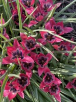 a closeup of Little Beauty species tulips shows inside the flowers with lavender throats layered with black