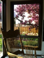 An old-fashioned rocking chair in the forground of a view through a window to a garden with yellow and pink tulips and a pink crabapple blooming