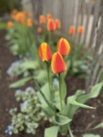 Variegated orange and yellow tulips bloom at the same time as Brunnera perennials with delicate periwinkle flowers.