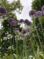 The backside and underside of bulbs is interesting as seen in this perspective looking up at white and purple alliums from the ground level.
