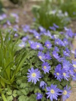 A less common, less hardy but stunning bulb is this periwinkle blue anemone also called wind flower. it looks like short daisies.