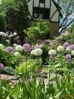 A large alliums bulb display borders a woodland garden with white and purple globe-shaped flowers